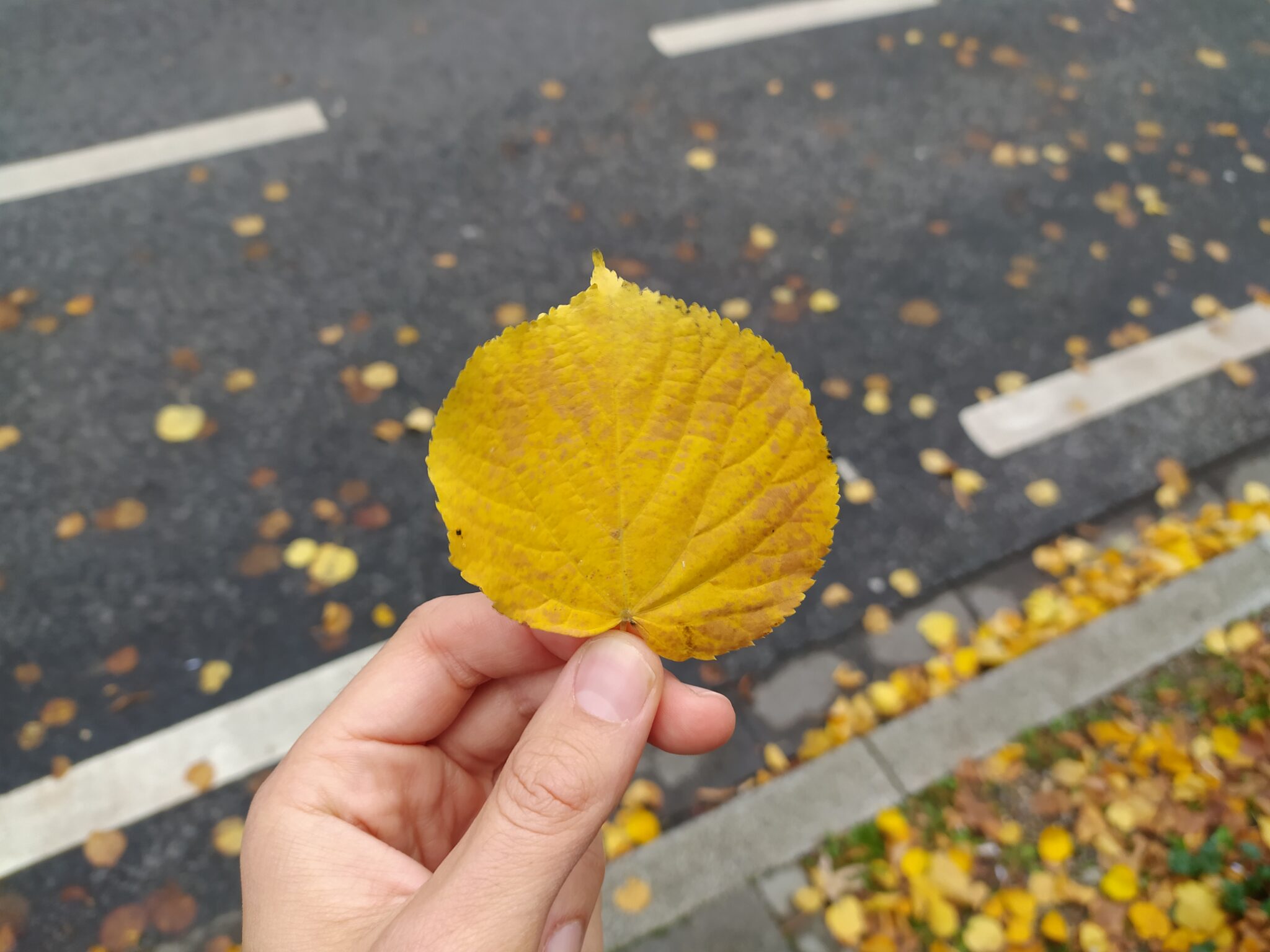 Ảnh chụp Điện thoại Redmi Note 8